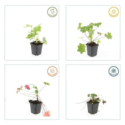 Buitenplant 60x Geranium macr. 'Ingwersen's Var.' - Bloeiend - Pot Ø 9cm Hoogte ↕ 10-25cm