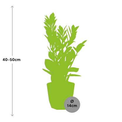 Kamerplant - Zamioculcas - Pot Ø 14cm Hoogte ↕ 45-50cm