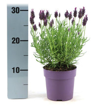 Buitenplant 6x Lavandula stoechas Anouk® - Bloeiend - Pot Ø 12cm