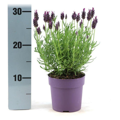Buitenplant 6x Lavandula stoechas Anouk® - Bloeiend - Pot Ø 12cm