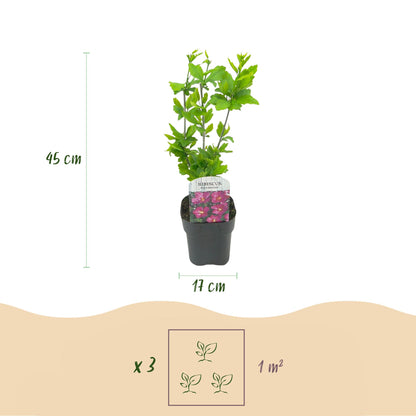 Buitenplant 3x Hibiscus syriacus 'Tricolour' - Bloeiend - Pot Ø 17cm Hoogte ↕ 45cm