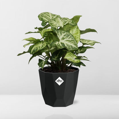 Kamerplant - Syngonium Arrow - Pot Ø 14cm