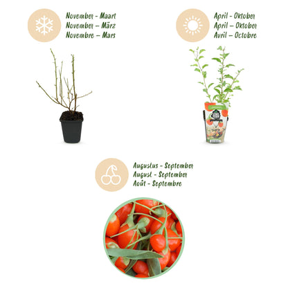 Buitenplant 3x Lycium barbarum (Goji bes) - Winterhard - Pot Ø 9cm Hoogte ↕ onbekend