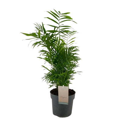 Kamerplant - Chamaedorea Elegans - Pot Ø 17cm Hoogte ↕ 50cm