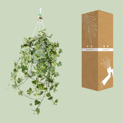Kamerplant - Hedera Helix Gold Child - Hangplant XXL - Pot Ø 24cm