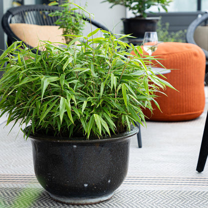 Buitenplant 4x Fargesia rufa - Bladhoudend, Niet Woekerend - Pot Ø 14cm Hoogte ↕ 35cm