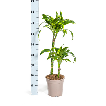Kamerplant - Dracaena Deremensis Dorado - Pot Ø 19cm Hoogte ↕ 70-90cm