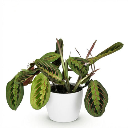 Kamerplant - Maranta Fascinator Tricolour - Gebedsplant - Pot Ø 12cm Hoogte ↕ 25cm