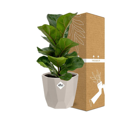 Kamerplant - Ficus Lyrata 'Bambino' - Inclusief grijze sierpot - Pot Ø 14cm