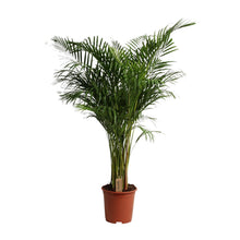 XL Kamerplant - Dypsis Lutescens - Luchtzuiverend - Pot Ø 27cm Hoogte ↕ 160cm