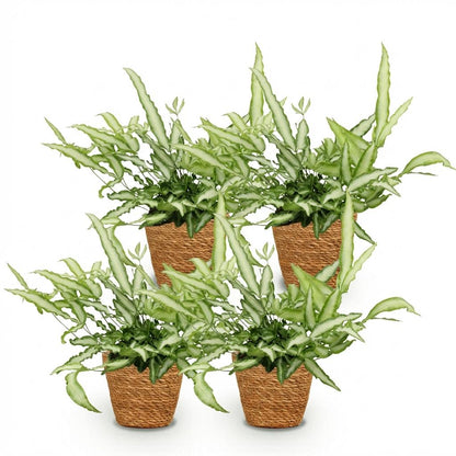 Kamerplant 4x Pteris cretica Albolineata Lintvaren - Pot Ø 12cm Hoogte ↕ 20cm