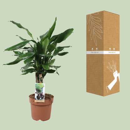 Kamerplant - Dracaena Fragrans 'Steudneri Green' - Pot Ø 17cm Hoogte ↕ 55cm