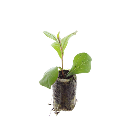 Buitenplant 6x Ceratostigma - Bloeiend - Stekpluggen