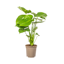 Kamerplant - Monstera Deliciosa Tauerii - Pot Ø 17cm Hoogte ↕ 50-70cm