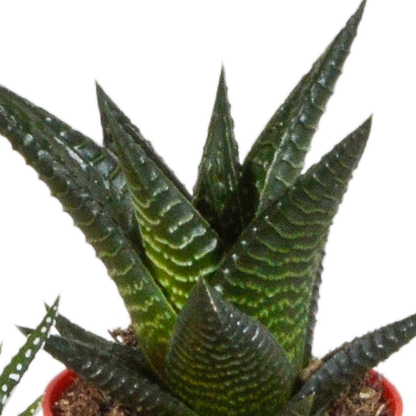 Kamerplant 5x Gasteria/Haworthia mix - Pot Ø 5,5cm