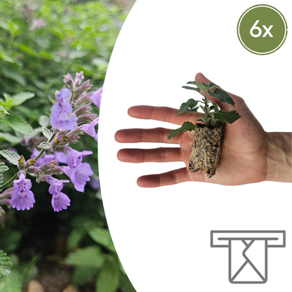 Buitenplant 6x Nepeta - Aromatisch - Pluggen