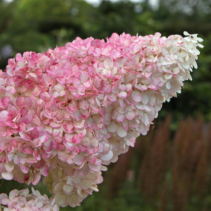 Buitenplant - Hydrangea panniculata 'Vanille Fraise' - Bloeiend - Pot Ø 17cm Hoogte ↕ 50cm