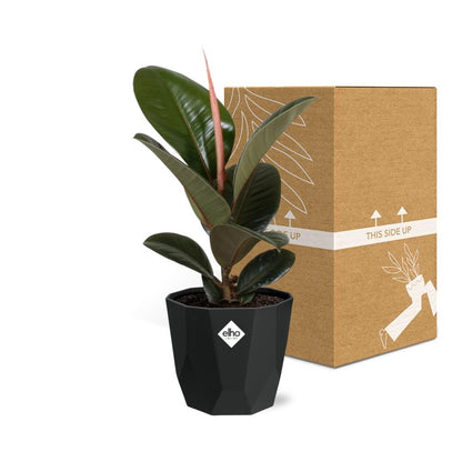 Kamerplant - Ficus Elastica 'Robusta' - Pot Ø 14cm