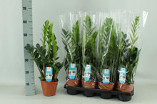 Kamerplant - Zamioculcas - Pot Ø 14cm Hoogte ↕ 65cm