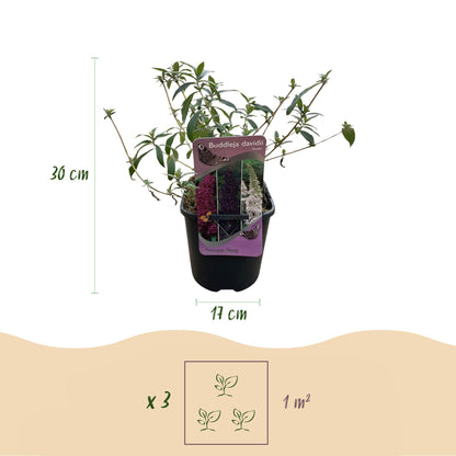 Buitenplant 3x Buddleja davidii Tricolour - Bloeiend - Pot Ø 17cm Hoogte ↕ 30cm
