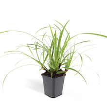 Buitenplant 24x Carex morrowii 'Ice Dance' - Groenblijvend - Pot Ø 9cm Hoogte ↕ 10-25cm