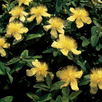 Buitenplant 24x Hypericum calycinum - Bloeiend - Pot Ø 9cm Hoogte ↕ 10-25cm
