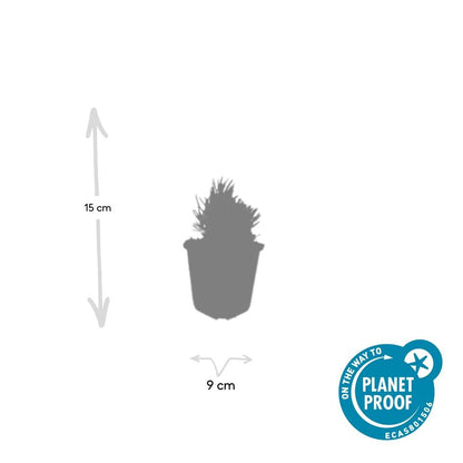 Buitenplant 12x Lavandula ang. 'Dwarf Blue' - Bloeiend - Pot Ø 9cm Hoogte ↕ 10-25cm