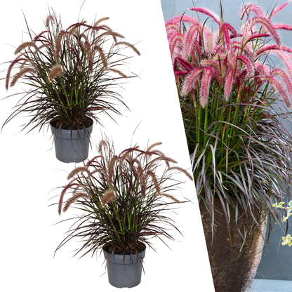 Buitenplant 2x Pennisetum 'Tiny Tails' - Pot Ø 19cm Hoogte ↕ 40-50cm