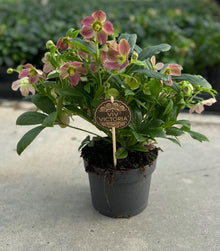 Kamerplant - Helleborus Victoria - Pot Ø 17cm Hoogte ↕ 45cm