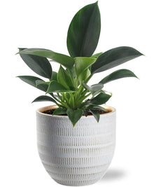 Kamerplant - Philodendron Green Princess - Pot Ø 12cm Hoogte ↕ 25cm