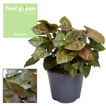 Kamerplant - Syngonium Maria Feel Green - Pot Ø 14cm Hoogte ↕ 25cm