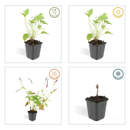Buitenplant 24x Persicaria amplexicaulis - Bloeiend - Pot Ø 9cm Hoogte ↕ 10-25cm