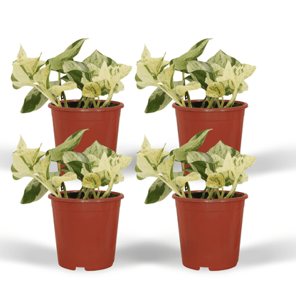 Kamerplant 4x Epipremnum Happy Leaf - Pot Ø 12cm Hoogte ↕ 15cm