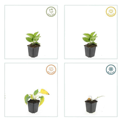 Buitenplant 60x Rudbeckia fulgida 'Goldsturm' - Bloeiend - Pot Ø 9cm Hoogte ↕ 10-25cm