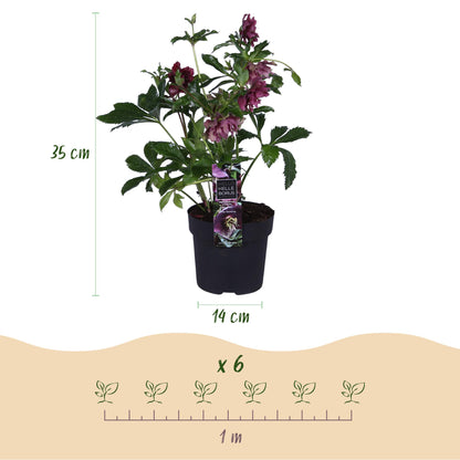 Buitenplant - Helleborus orientalis Double Ellen Red - Groenblijvend - Pot Ø 14cm Hoogte ↕ 35cm