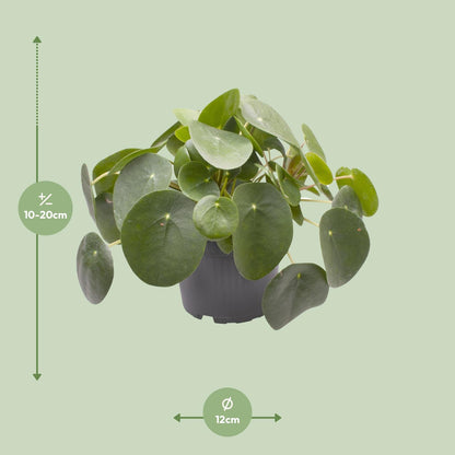 Kamerplant - Pilea Peperomioides - Pot Ø 12cm Hoogte ↕ 20cm