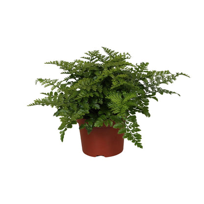 Kamerplant - Asplenium Parvati - Pot Ø 12cm Hoogte ↕ 25cm