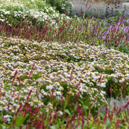 Buitenplant - Borderpakket Schaduw 8 Vaste Planten 1m² - Pot Ø 11cm