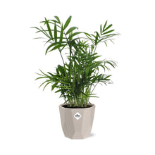 Kamerplant - Chamaedorea - Pot Ø 14cm