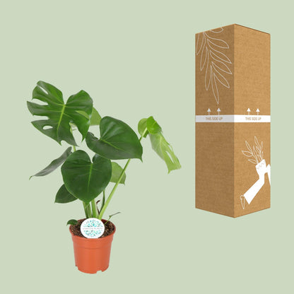 Kamerplant - Monstera Deliciosa - Hoogte ↕ 32-180cm