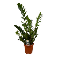 Kamerplant - Zamioculcas - Pot Ø 17cm Hoogte ↕ 70cm