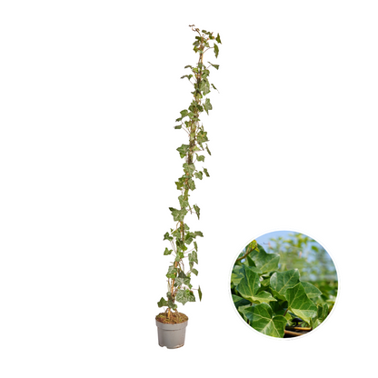 Buitenplant - Hedera hibernica Klimop Gestokt - Hoogte ↕ 125-150cm