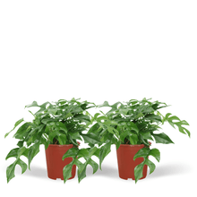 Kamerplant 2x Monstera Minima - Gatenplant - Pot Ø 15cm Hoogte ↕ 30cm