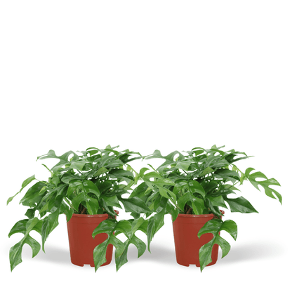 Kamerplant 2x Monstera Minima - Gatenplant - Pot Ø 15cm Hoogte ↕ 30cm