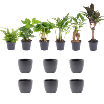 Kamerplant - Mini planten set van 6 inclusief 6x pot