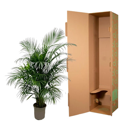 Kamerplant - Dypsis Lutescens (Areca Palm) - Hoogte ↕ 12-230cm