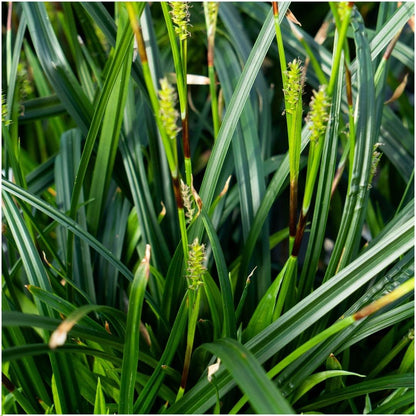 Buitenplant 3x Carex morrowi 'Irish Green' - Pot Ø 14cm Hoogte ↕ 25cm