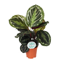 Kamerplant - Calathea Medallion - Pot Ø 14cm Hoogte ↕ 45cm