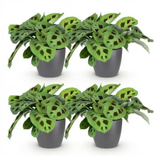 Kamerplant 4x Maranta Fascinator Kerchoveana - Zebraplant - Pot Ø 12cm Hoogte ↕ 25cm