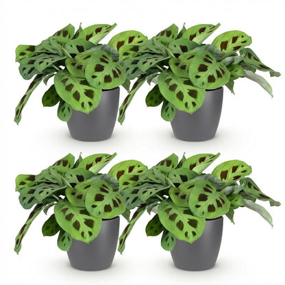 Kamerplant 4x Maranta Fascinator Kerchoveana - Zebraplant - Pot Ø 12cm Hoogte ↕ 25cm
